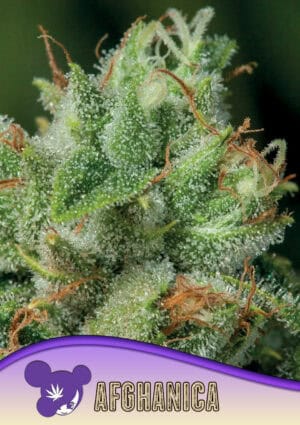 Afghanica, Landraces