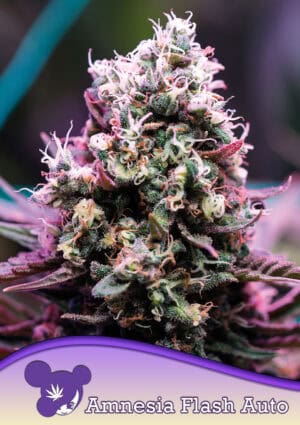 Amnesia Flash Auto