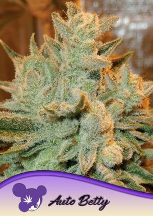 Auto Betty