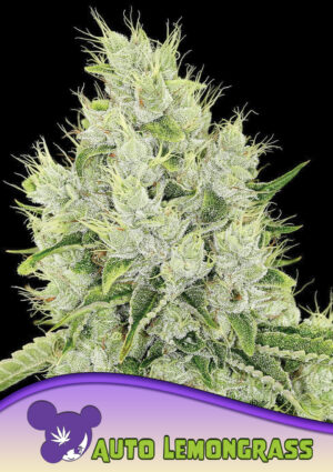 Auto Lemongrass