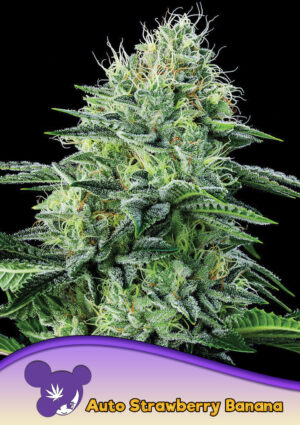 Auto Strawberry Banana