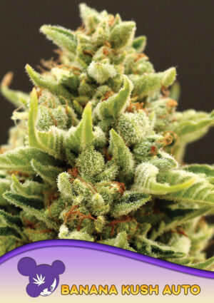 Banana Kush Auto