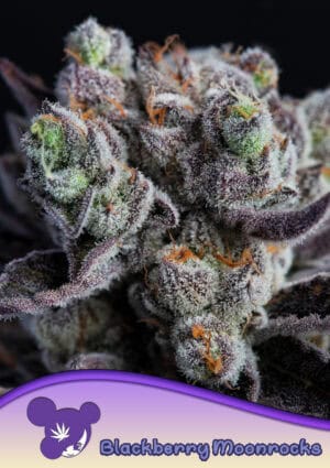 Blackberry Moonrocks®