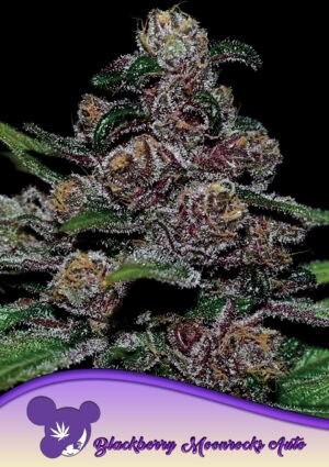 Auto Blackberry Moonrocks®