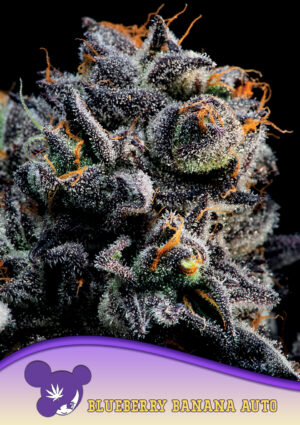 Auto Blueberry Banana