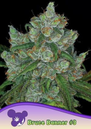 Bruce Banner #3