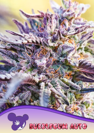 Auto BubbleGum