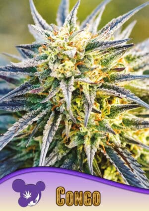 Congo, Landraces