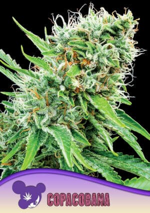 Copacobana, Landraces
