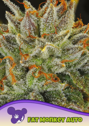 Fat Monkey Auto