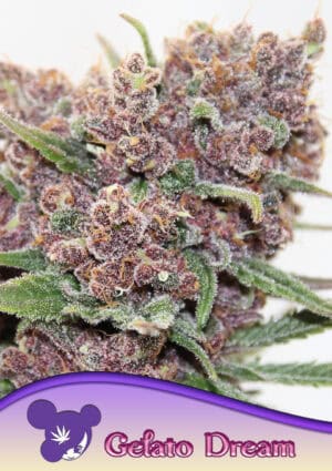 Gelato Dream