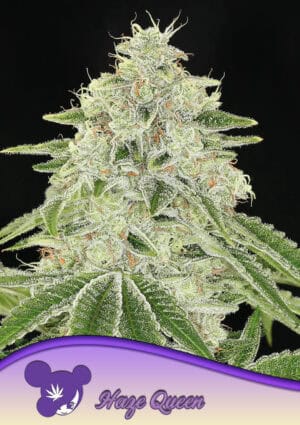 Haze Queen