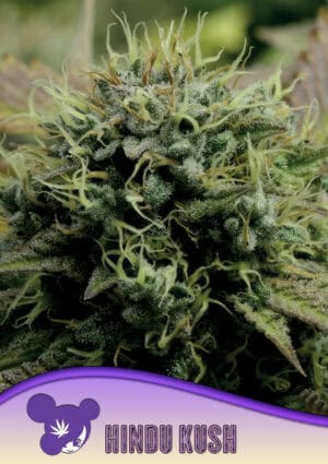 Hindu Kush, Landraces