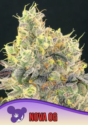 Nova OG