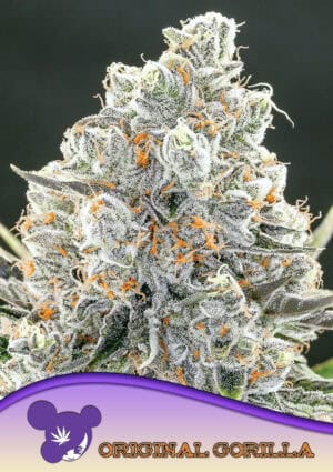 Original Gorilla #4