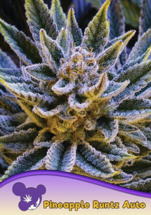 Pineapple Runtz Auto