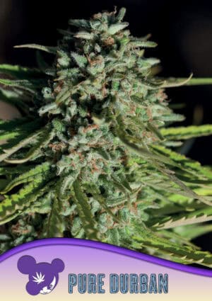 Pure Durban, Landraces