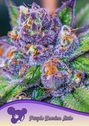 Purple Domina Auto