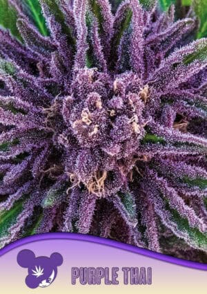 Purple Thai, Landraces