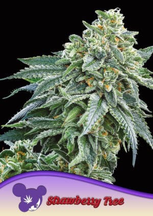 Strawberry Tree