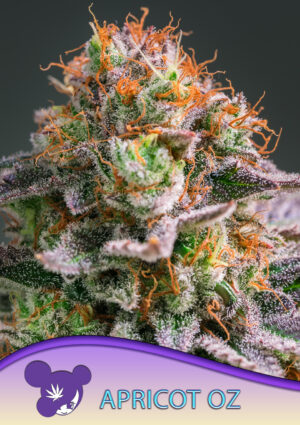 Apricot Oz