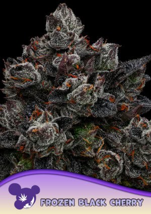 Frozen Black Cherry®