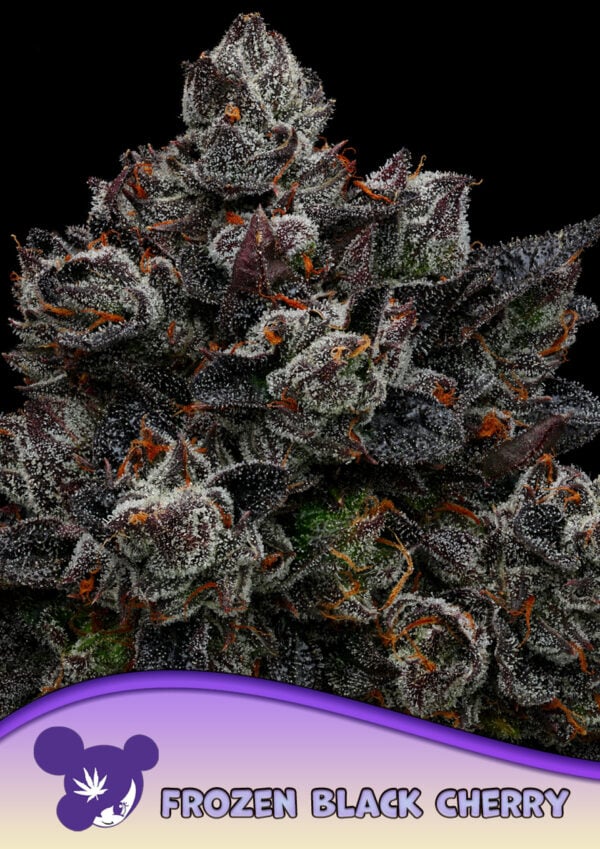 Frozen Black Cherry 960x1359