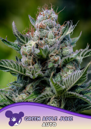 Green Apple Juice Auto