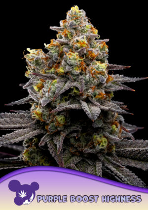 Purple Boost Highness
