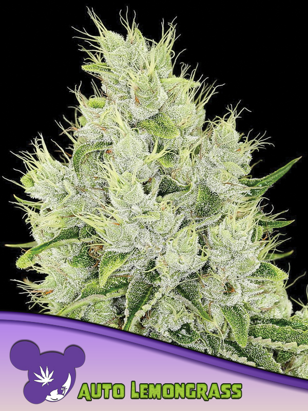 Auto Lemongrass - Anesia Seeds