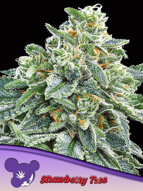Strawberry Tree - Anesia Seeds