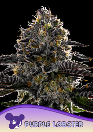 Purple Lobster