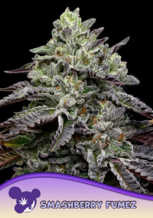 Smashberry Fumez