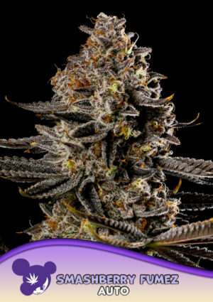 Smashberry Fumez Auto