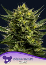 WHAM BOOM Auto