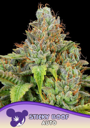 Sticky Boof Auto