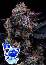 Free Blueberry Nation