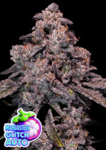 Mangosteen Glitch Auto