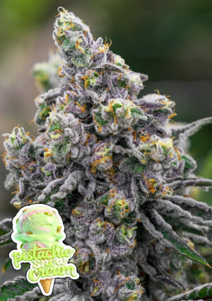 Pistachio Snow Cream