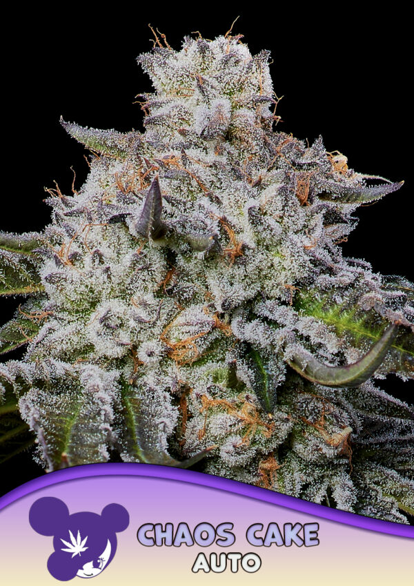 Chaos Cake Auto 960x1359
