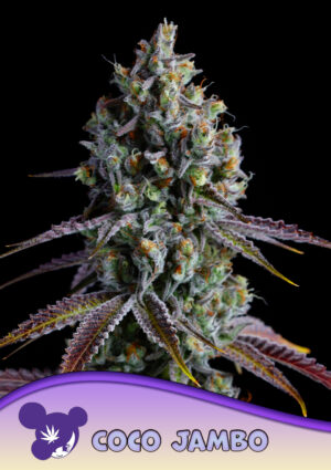 Coco Jambo