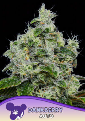 Dankberry Auto