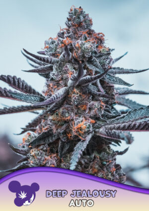 Deep Jealousy Auto