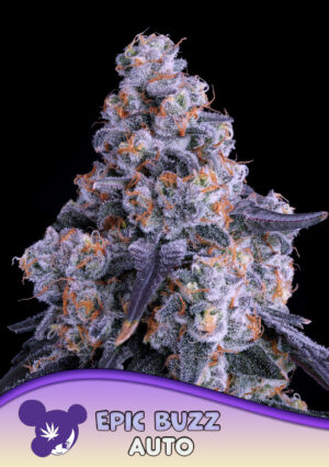 Epic Buzz Auto