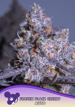 Frozen Black Cherry Auto®