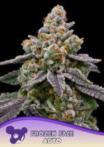 Frozen Face Auto