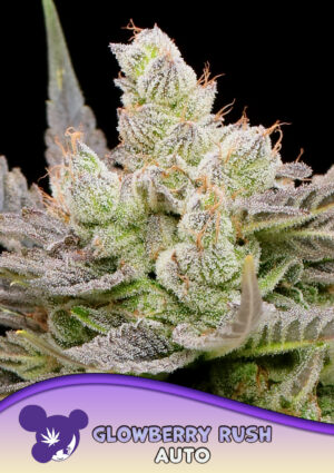 Glowberry Rush Auto
