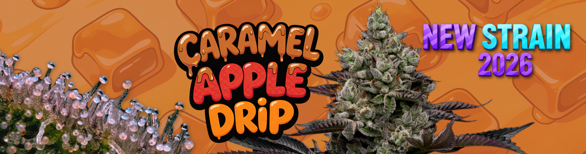 https://anesiaseeds.com/product/caramel-apple-drip/?cgkit_search_word=caramel